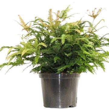 <h4>Adiantum 'Bronze Venus'</h4>