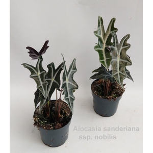 Alocasia