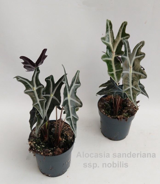 <h4>Alocasia</h4>