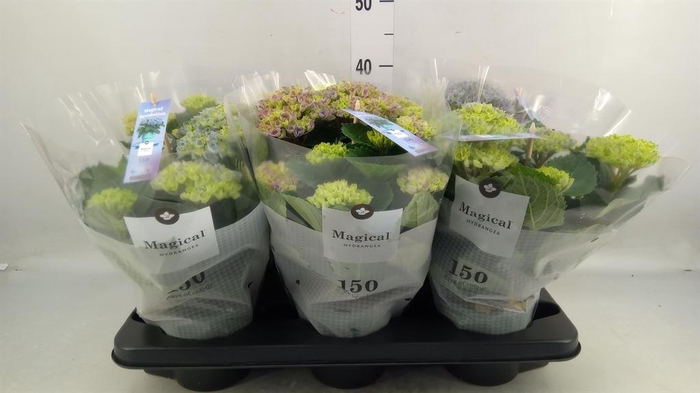 <h4>Hydrangea mac. 'Magical Revolution'</h4>