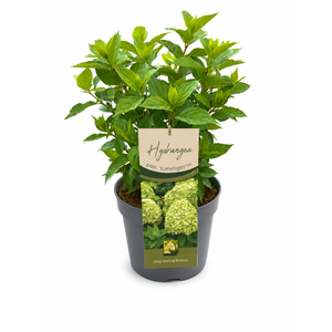 Hydrangea Pan. Limelight