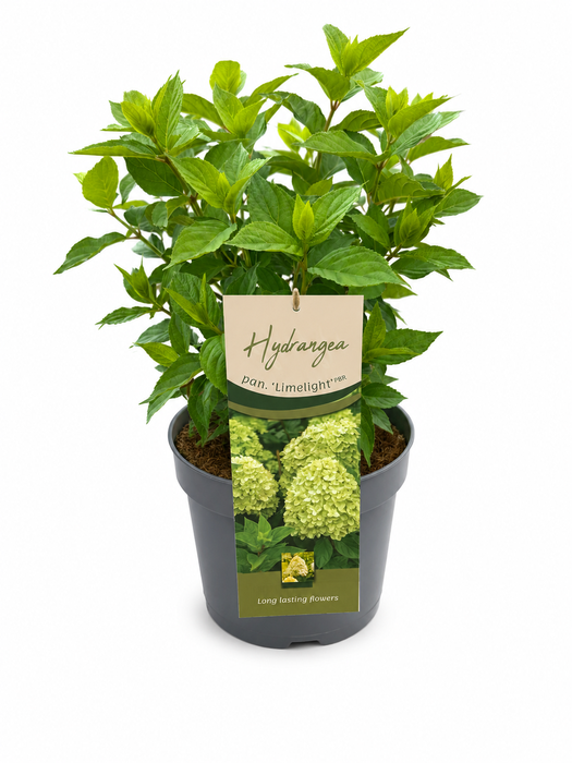 <h4>Hydrangea Pan. Limelight</h4>