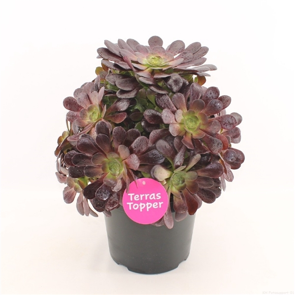 <h4>Aeonium rood 29 cm hoogte 50 cm</h4>