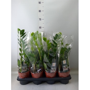 Zamioculcas zamiifolia