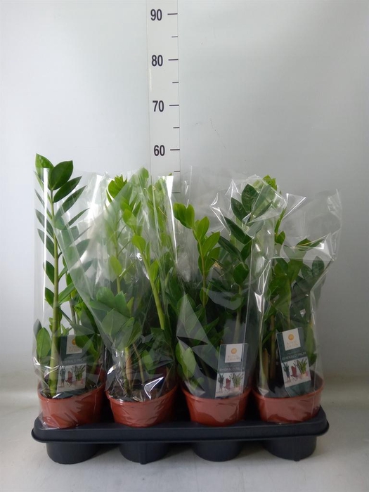 <h4>Zamioculcas zamiifolia</h4>