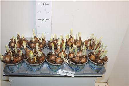 <h4>Narc D Bridal Crown</h4>