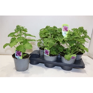 Alce Rosea Spring Purple