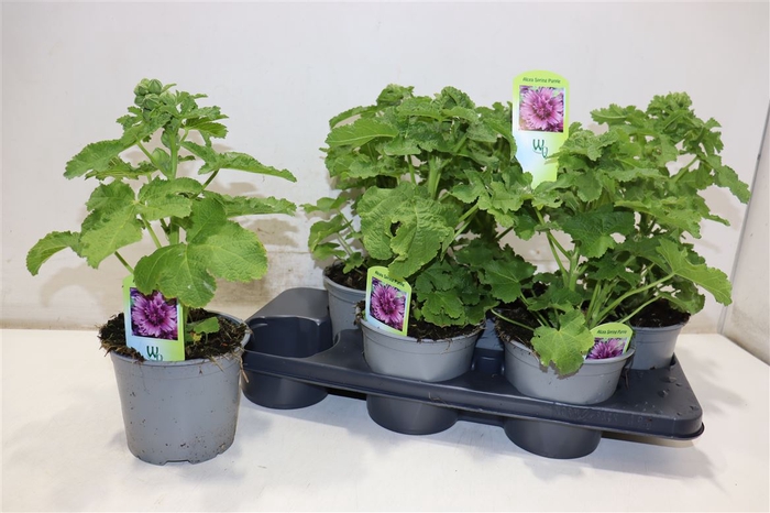 <h4>Alce Rosea Spring Purple</h4>