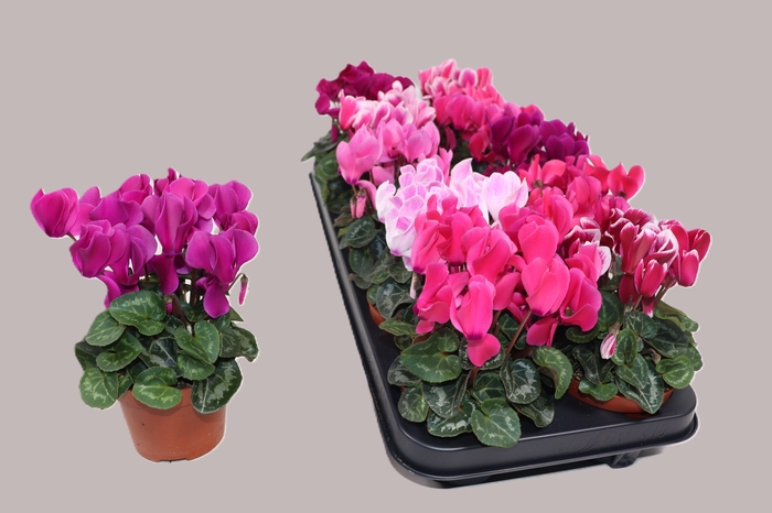 <h4>CYCL MD SUP ALLURE</h4>