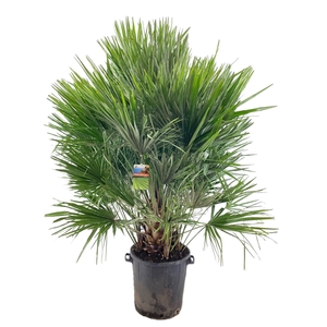 Chamaerops humilis