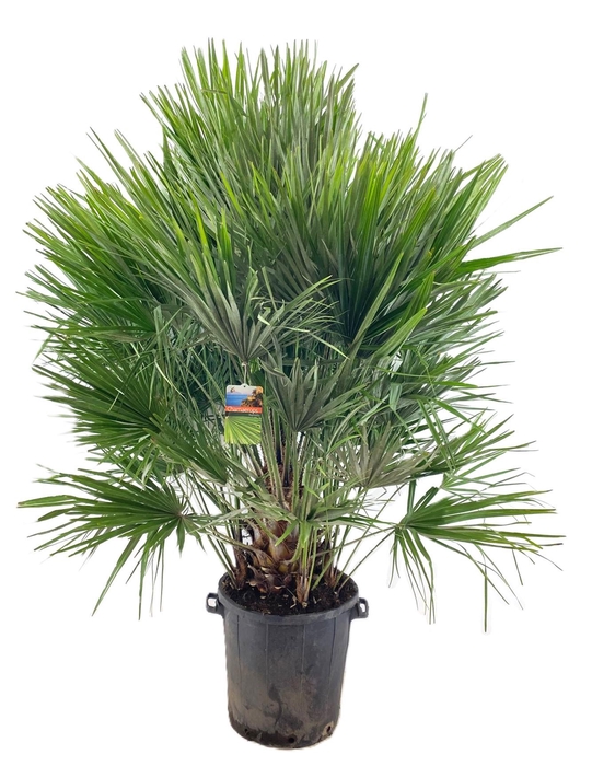 <h4>Chamaerops humilis</h4>
