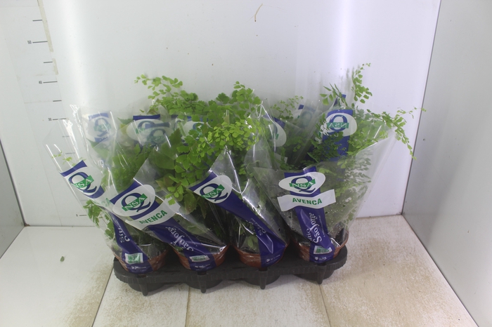 <h4>AVENCA VARIADA P15</h4>