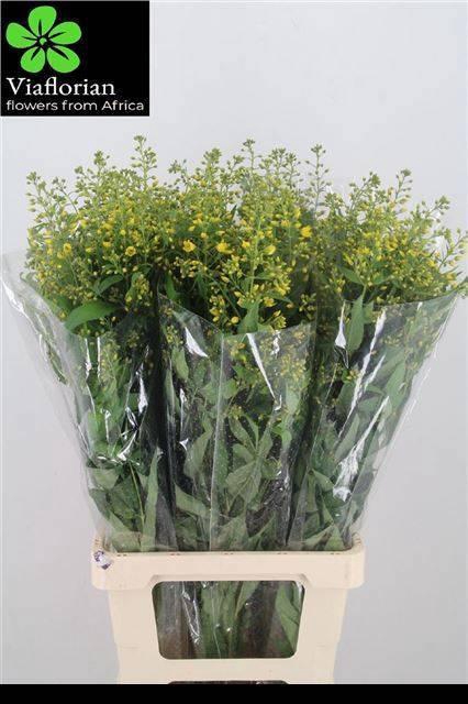 <h4>LYSIM VULGARIS</h4>