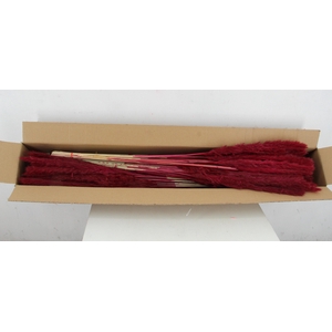 DF Pampas Silvy Bs 10pc Bordeaux