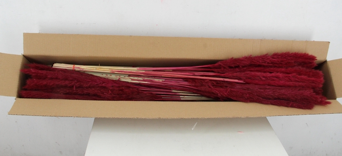 DF Pampas Silvy Bs 10pc Bordeaux