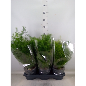 Asparagus dens. 'Sprengeri'
