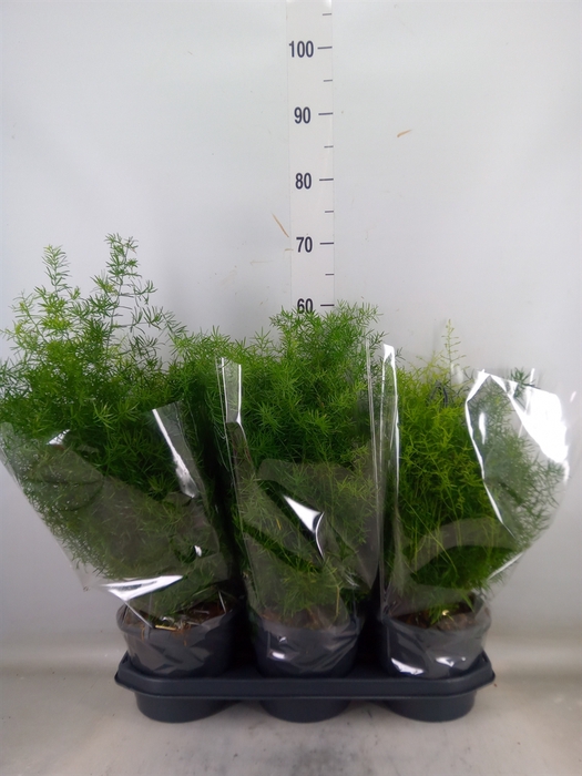 <h4>Asparagus dens. 'Sprengeri'</h4>
