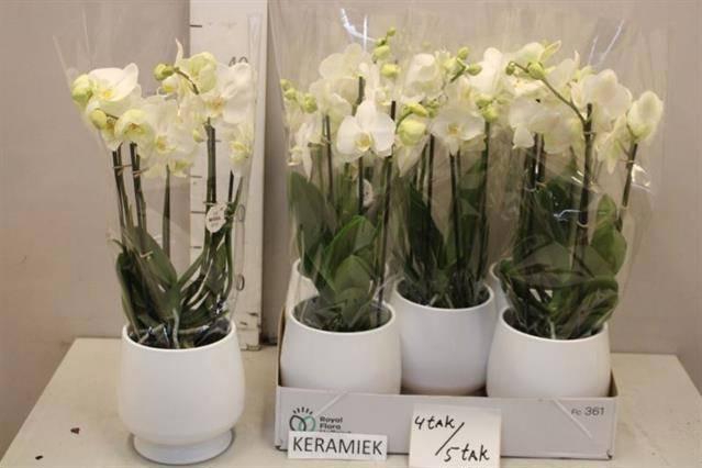 <h4>ARR PHAL MT</h4>