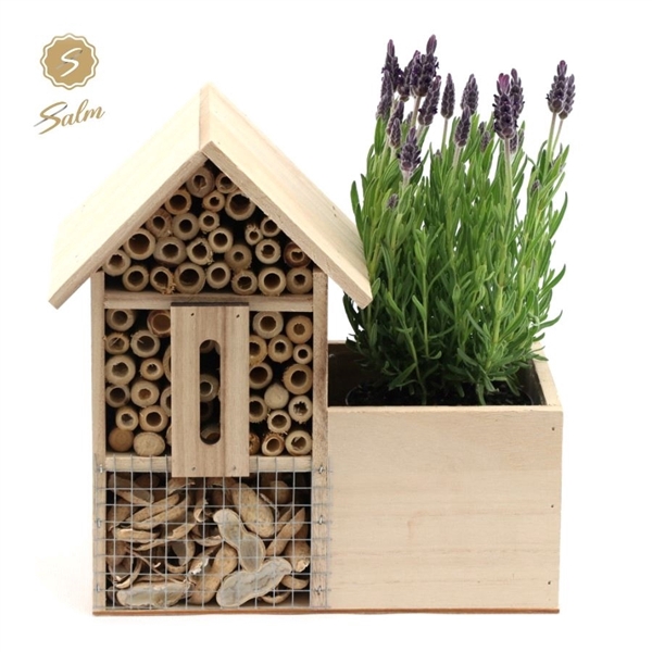 <h4>Lavandula st. 'Anouk'® Collection P10,5 in Insect Hotel</h4>