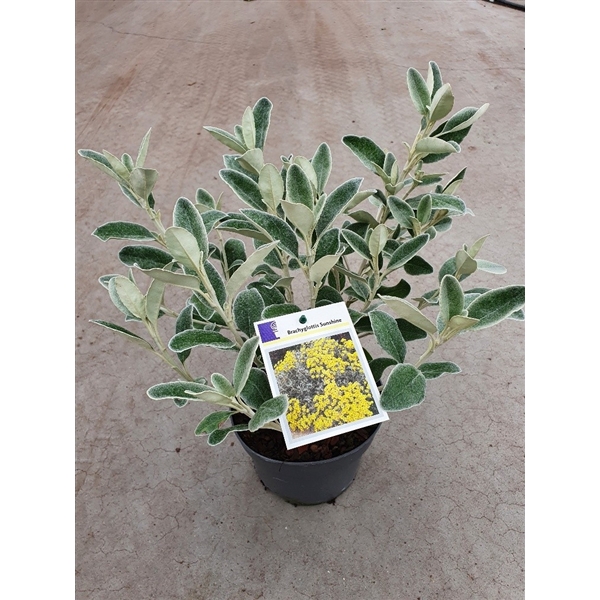 <h4>Brachyglottis 'Sunshine'</h4>