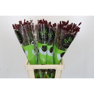 Sanguisorba officinalis Red Dream