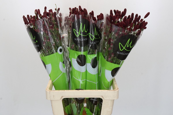 <h4>Sanguisorba officinalis Red Dream</h4>