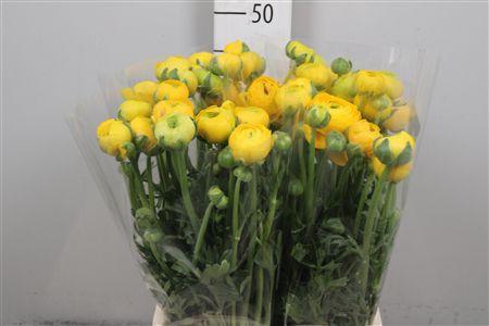 <h4>Ran El Light Yellow</h4>