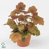 Heuchera Creme Brulee