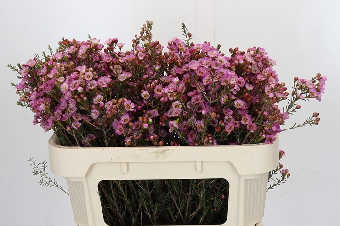 <h4>Chamelaucium Adi</h4>