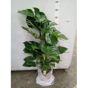 Monstera delic.