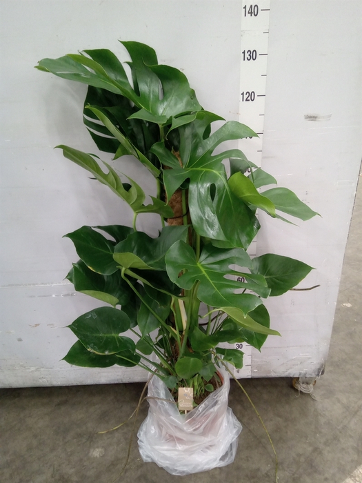 <h4>Monstera delic.</h4>