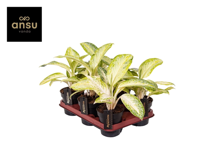 <h4>Aglaonema overig</h4>