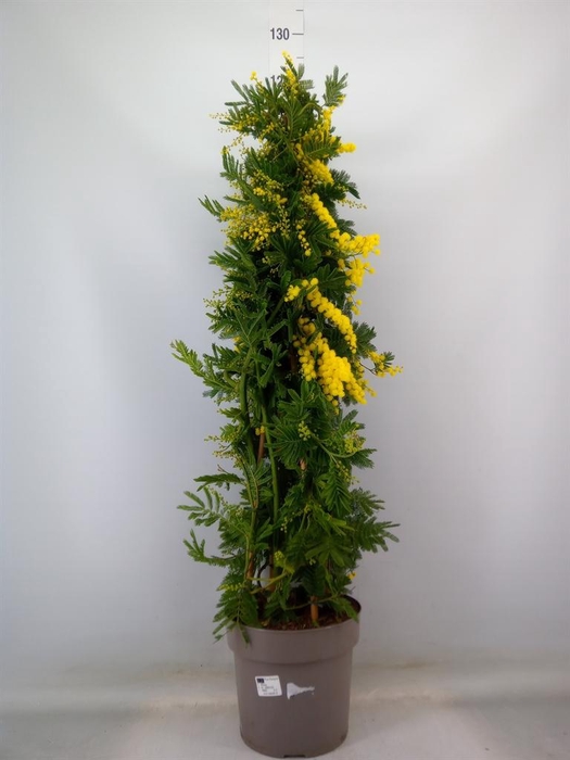<h4>Acacia paradoxa</h4>