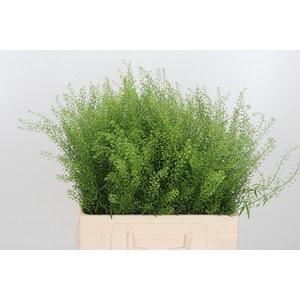 Lepidium Green Bell