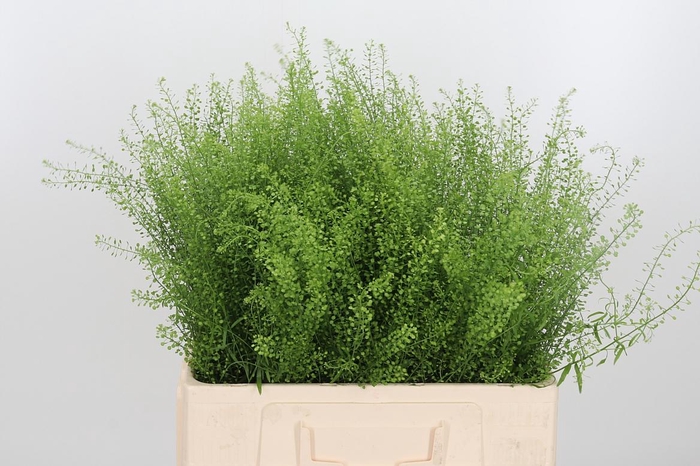<h4>Lepidium Green Bell</h4>