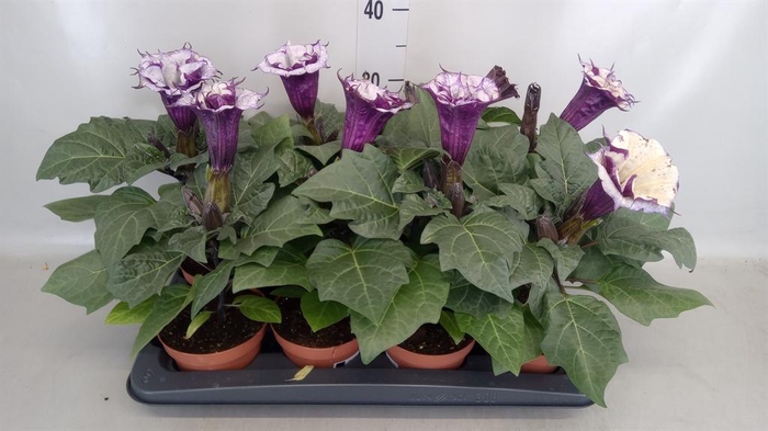 <h4>Datura   ...</h4>
