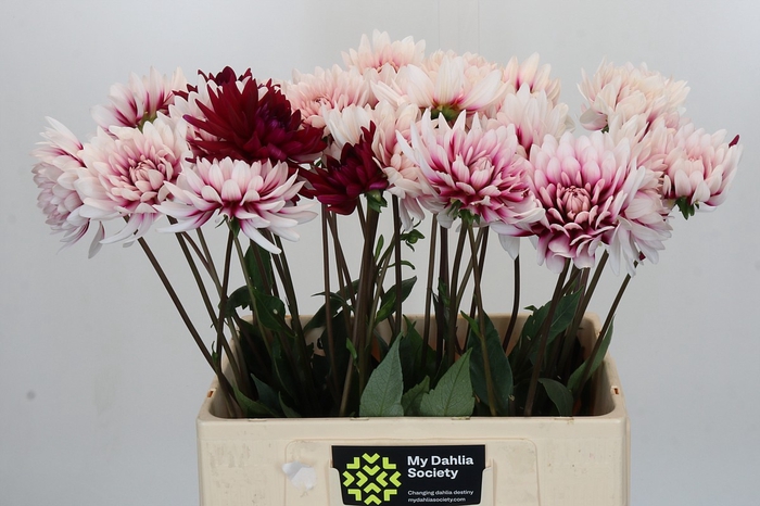 Dahlia Rebecca's World