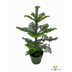 Araucaria heterophylla