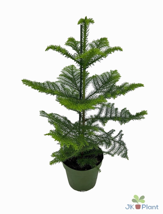 <h4>Araucaria heterophylla</h4>