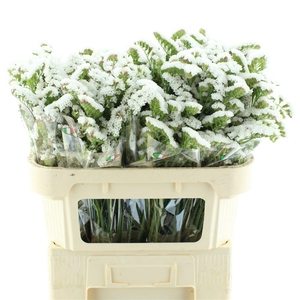 Limonium St White Birds X50