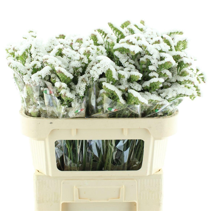 <h4>Limonium St White Birds X50</h4>