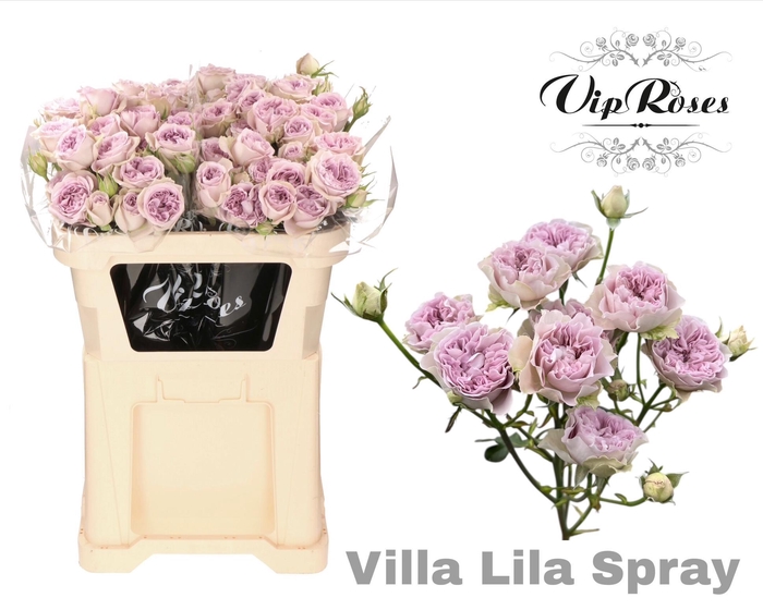 <h4>R TR VILLA LILLA</h4>