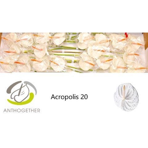 Anthurium Acropolis