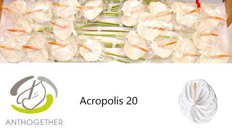 <h4>Anthurium Acropolis</h4>