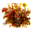 Faggio Preserved Autumn (beech,beuk)