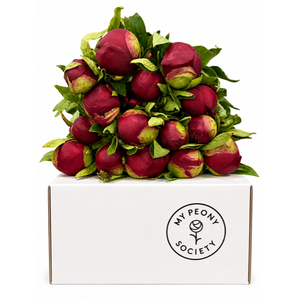 Paeonia Red Charm