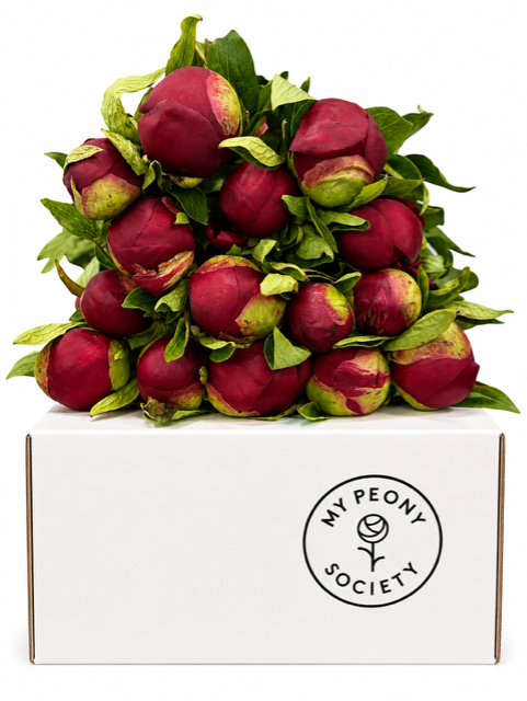 <h4>Paeonia Red Charm</h4>