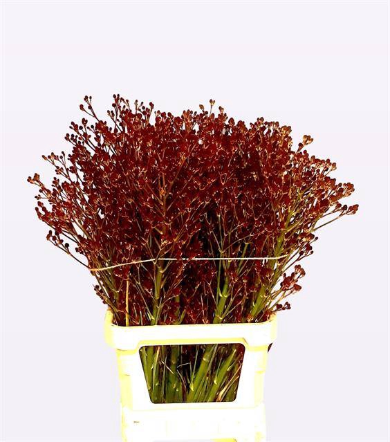 ERYN PAN MAG R THUND 100CM