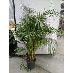 Dypsis lutescens   ...Chrysalidoca