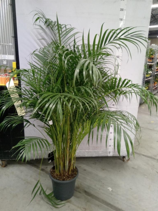 <h4>Dypsis lutescens   ...Chrysalidoca</h4>